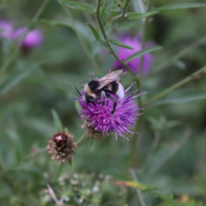 Bumblebee - elevate wellbeing